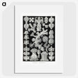 2-67_Ernst-Haeckel_picture