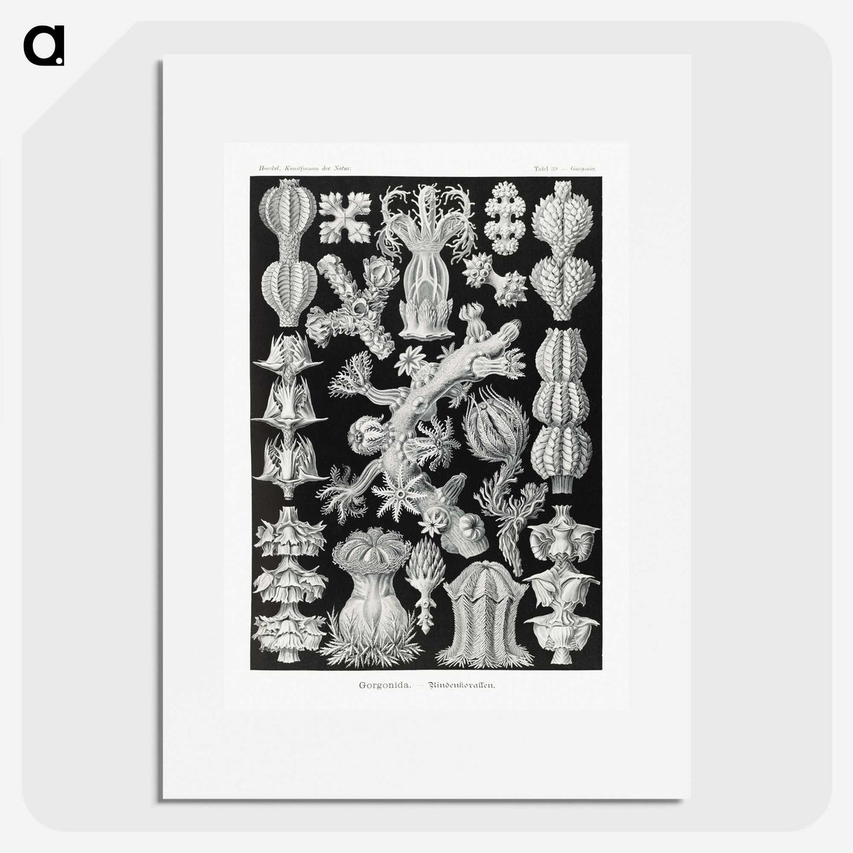 2-67_Ernst-Haeckel_picture