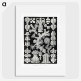 2-67_Ernst-Haeckel_picture