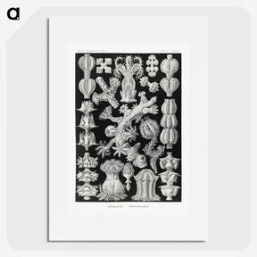 2-67_Ernst-Haeckel_picture