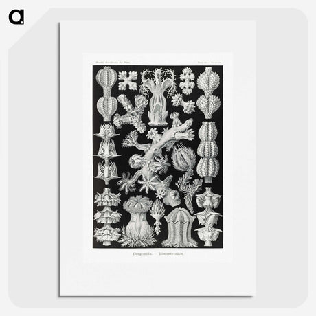 2-67_Ernst-Haeckel_picture