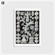 2-67_Ernst-Haeckel_postcard