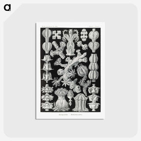 2-67_Ernst-Haeckel_postcard