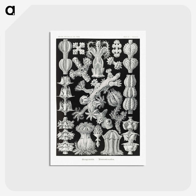 2-67_Ernst-Haeckel_postcard