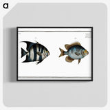 2-67_Ichtyologie-ou-Histoire-naturelle_blk-crop