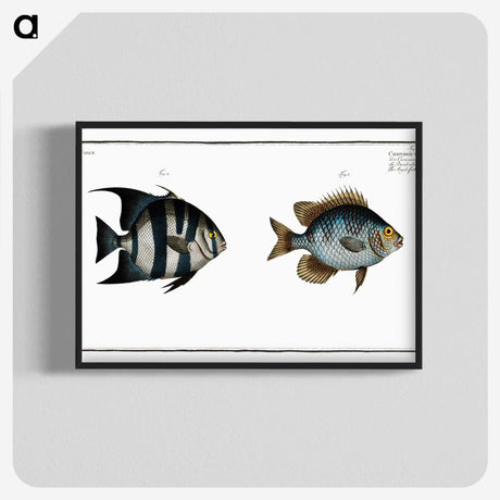 2-67_Ichtyologie-ou-Histoire-naturelle_blk-crop