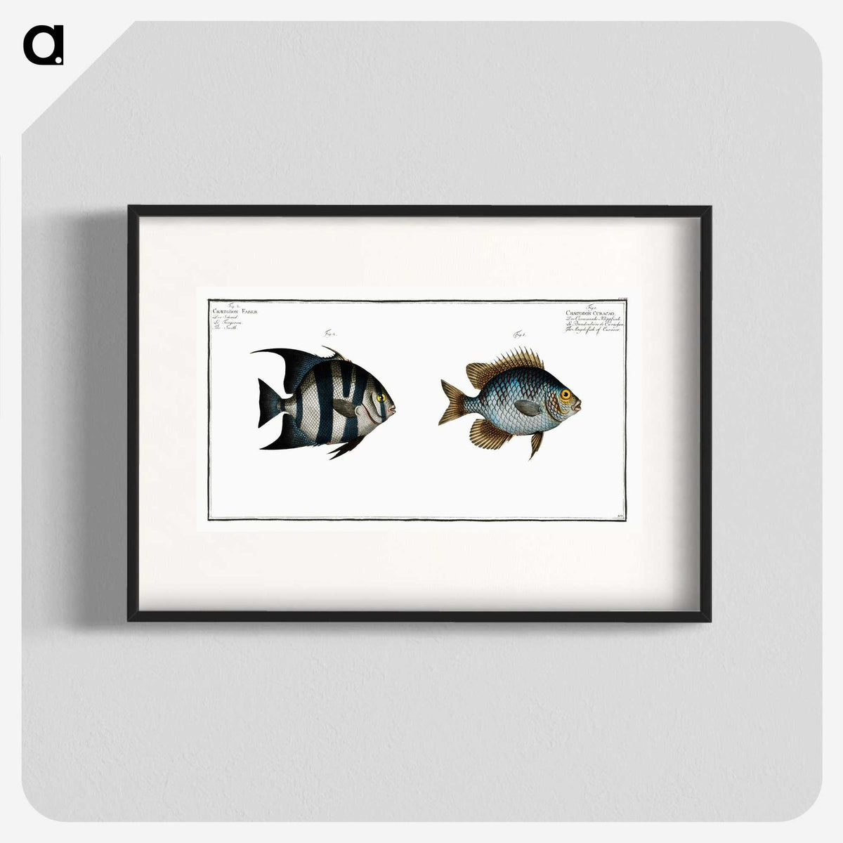 2-67_Ichtyologie-ou-Histoire-naturelle_blk