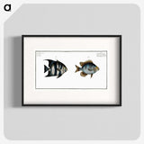 2-67_Ichtyologie-ou-Histoire-naturelle_blk