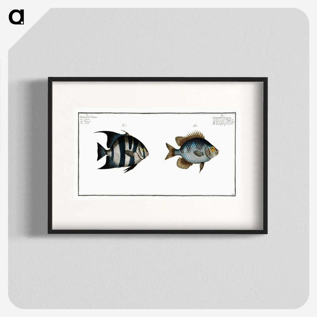 2-67_Ichtyologie-ou-Histoire-naturelle_blk