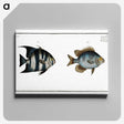 2-67_Ichtyologie-ou-Histoire-naturelle_canvas