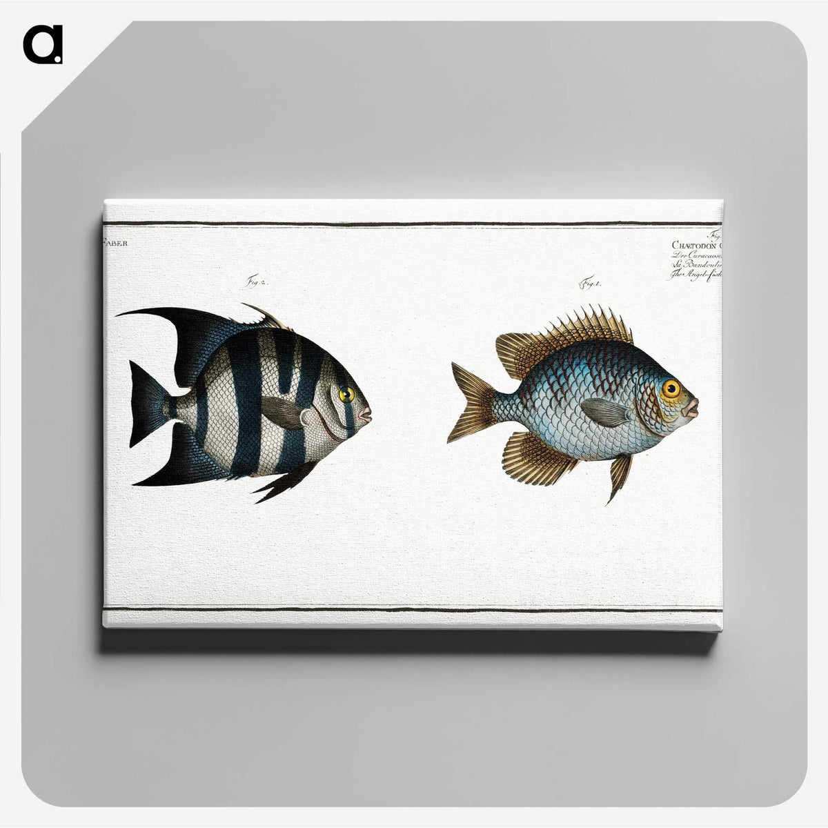 2-67_Ichtyologie-ou-Histoire-naturelle_canvas