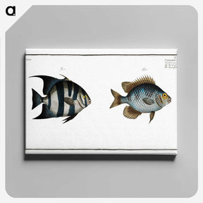2-67_Ichtyologie-ou-Histoire-naturelle_canvas