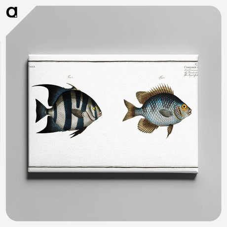 2-67_Ichtyologie-ou-Histoire-naturelle_canvas