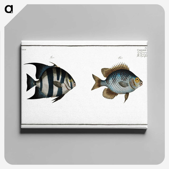 2-67_Ichtyologie-ou-Histoire-naturelle_canvas