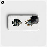 2-67_Ichtyologie-ou-Histoire-naturelle_phone