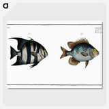2-67_Ichtyologie-ou-Histoire-naturelle_picture-crop