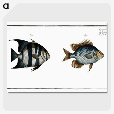 2-67_Ichtyologie-ou-Histoire-naturelle_picture-crop