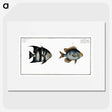 2-67_Ichtyologie-ou-Histoire-naturelle_picture