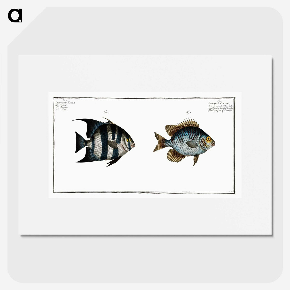 2-67_Ichtyologie-ou-Histoire-naturelle_picture