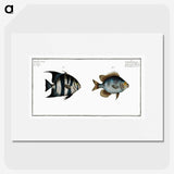 2-67_Ichtyologie-ou-Histoire-naturelle_picture