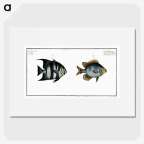 2-67_Ichtyologie-ou-Histoire-naturelle_picture