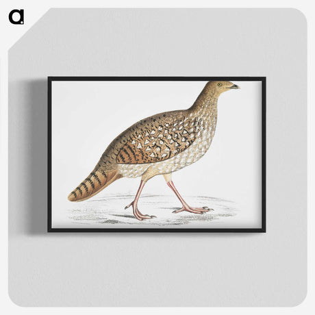 2-67_Indian-Zoology_blk-crop