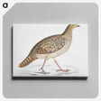 2-67_Indian-Zoology_canvas