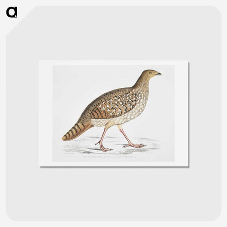 2-67_Indian-Zoology_hagaki