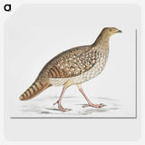 2-67_Indian-Zoology_picture-crop