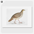 2-67_Indian-Zoology_picture