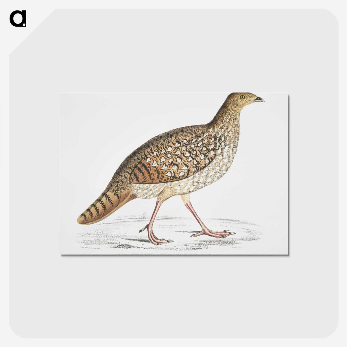 2-67_Indian-Zoology_postcard