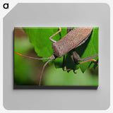 2-67_Insects-Unlocked-Project_canvas