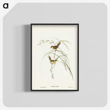 2-67_John-Gould_blk-crop