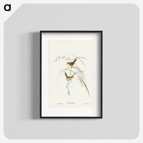 2-67_John-Gould_blk