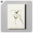 2-67_John-Gould_canvas
