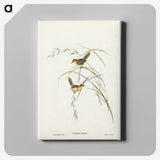 2-67_John-Gould_canvas