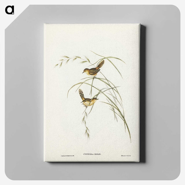 2-67_John-Gould_canvas