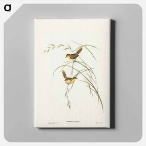 アートパネル-Exile Warbler
 - ジョン グールド Canvas.