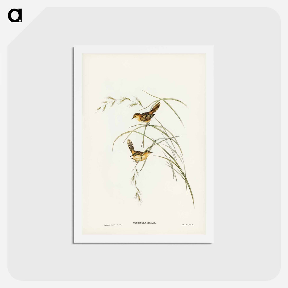 アートポストカード-Exile Warbler
 - ジョン グールド Postcard.
