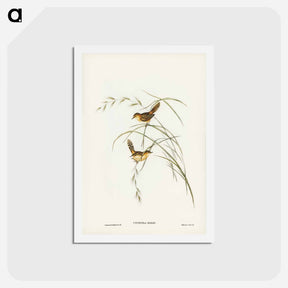 アートポストカード-Exile Warbler
 - ジョン グールド Postcard.