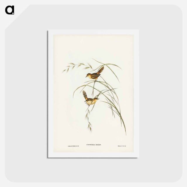 アートポストカード-Exile Warbler
 - ジョン グールド Postcard.