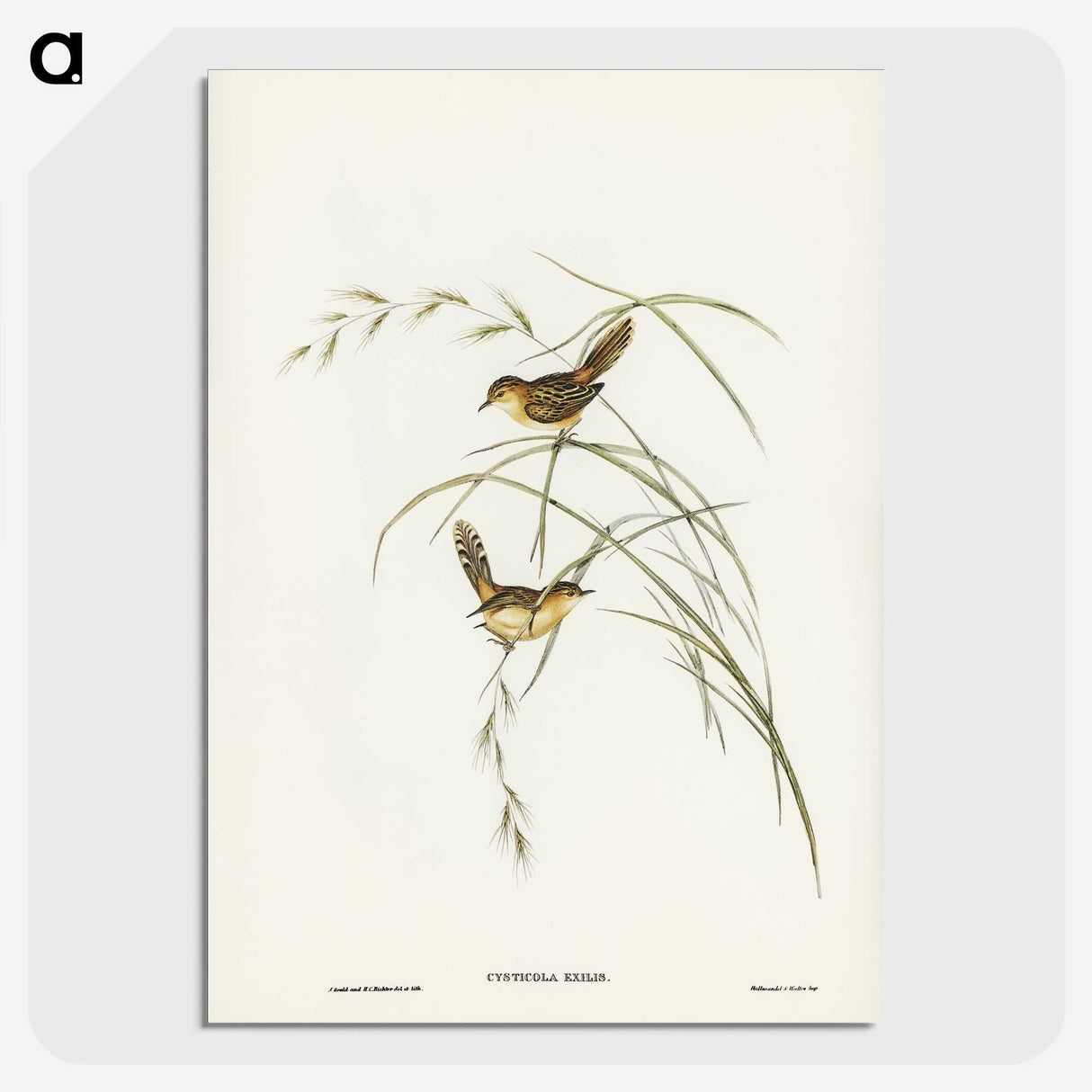 2-67_John-Gould_picture-crop