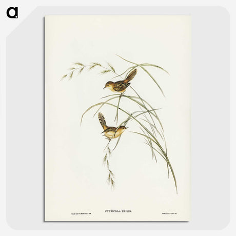 2-67_John-Gould_picture-crop