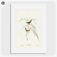 2-67_John-Gould_picture
