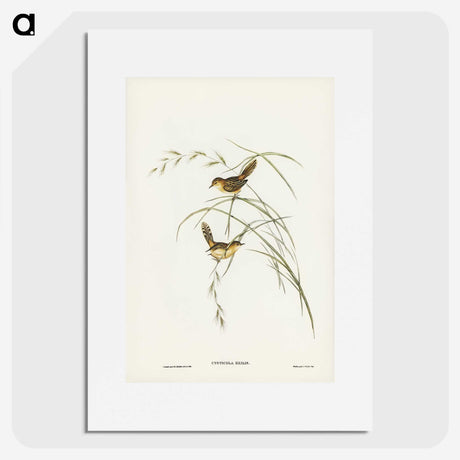 2-67_John-Gould_picture