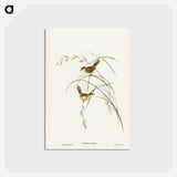 アートポストカード-Exile Warbler
 - ジョン グールド Postcard.