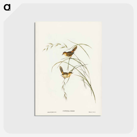 アートポストカード-Exile Warbler
 - ジョン グールド Postcard.