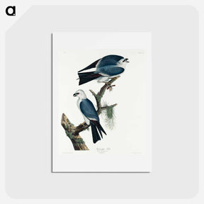 アートポストカード-Mississippi Kite
 - ジョン ジェームス オーデュボン Postcard.