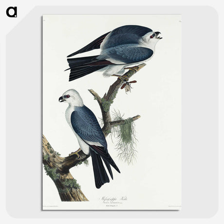 2-67_John-James-Audubon_picture-crop