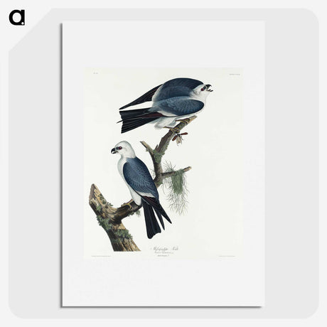 2-67_John-James-Audubon_picture